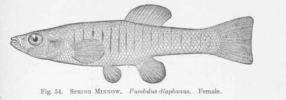 Image of Fundulus