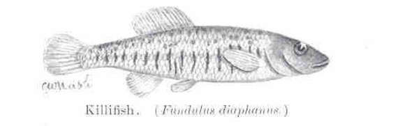 Image of Fundulus