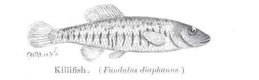 Image of Fundulidae