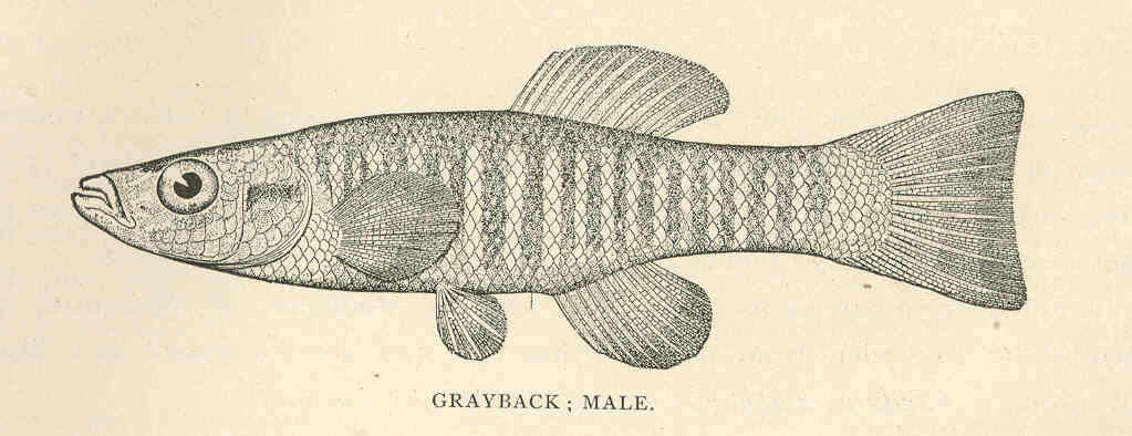 Image of Fundulidae