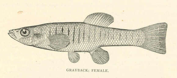 Image de Fundulus