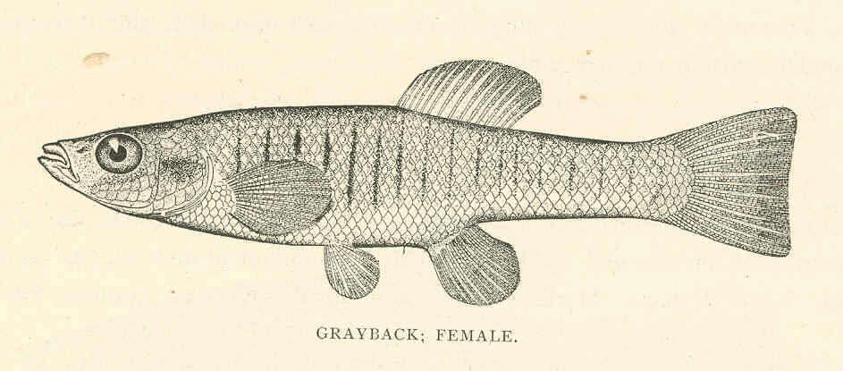 Image of Fundulidae