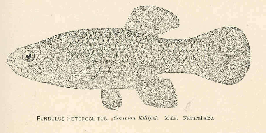 Image of topminnows