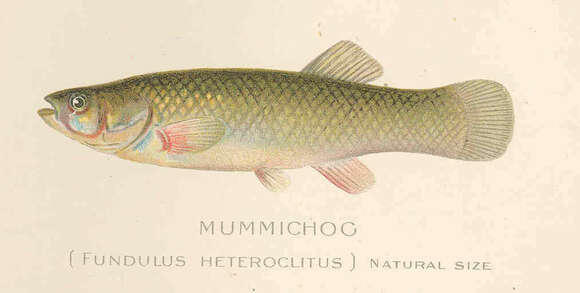 Image of Fundulus