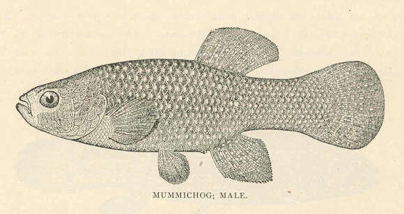 Image of Fundulus