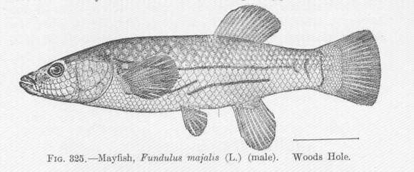 Image of Fundulus
