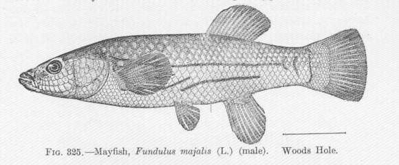 Plancia ëd Fundulus