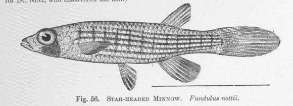 Image of Fundulus