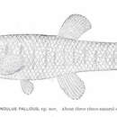 Imagem de Fundulus grandis Baird & Girard 1853