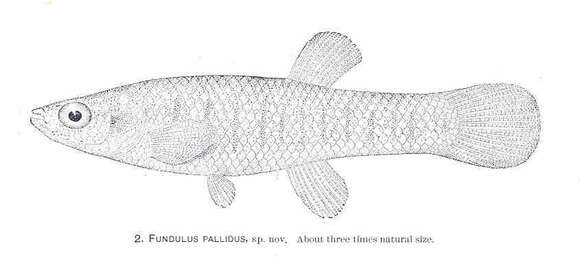 Image of Fundulus