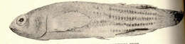 Image of Aplocheiloidei