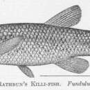 Image of Speckled killifish