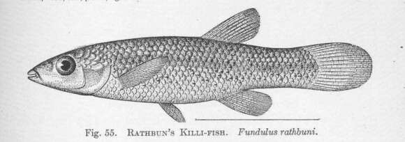 Image of Fundulus