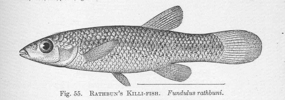 Слика од Fundulidae