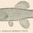 Image of Seminole Killifish