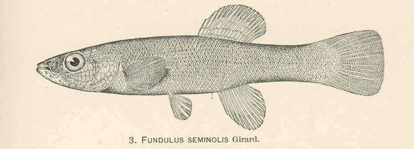 Image de Fundulus