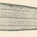 Image of Black eelpout