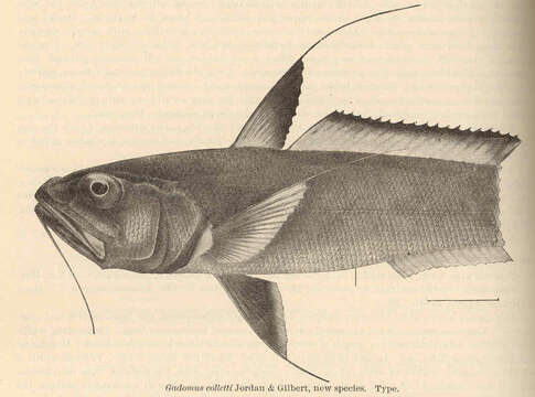 Image of Gadomus