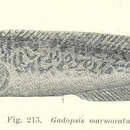 Image of River blackfish