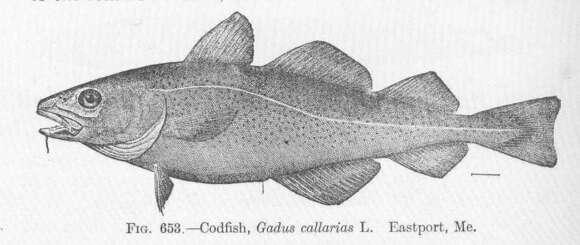 Image of cod