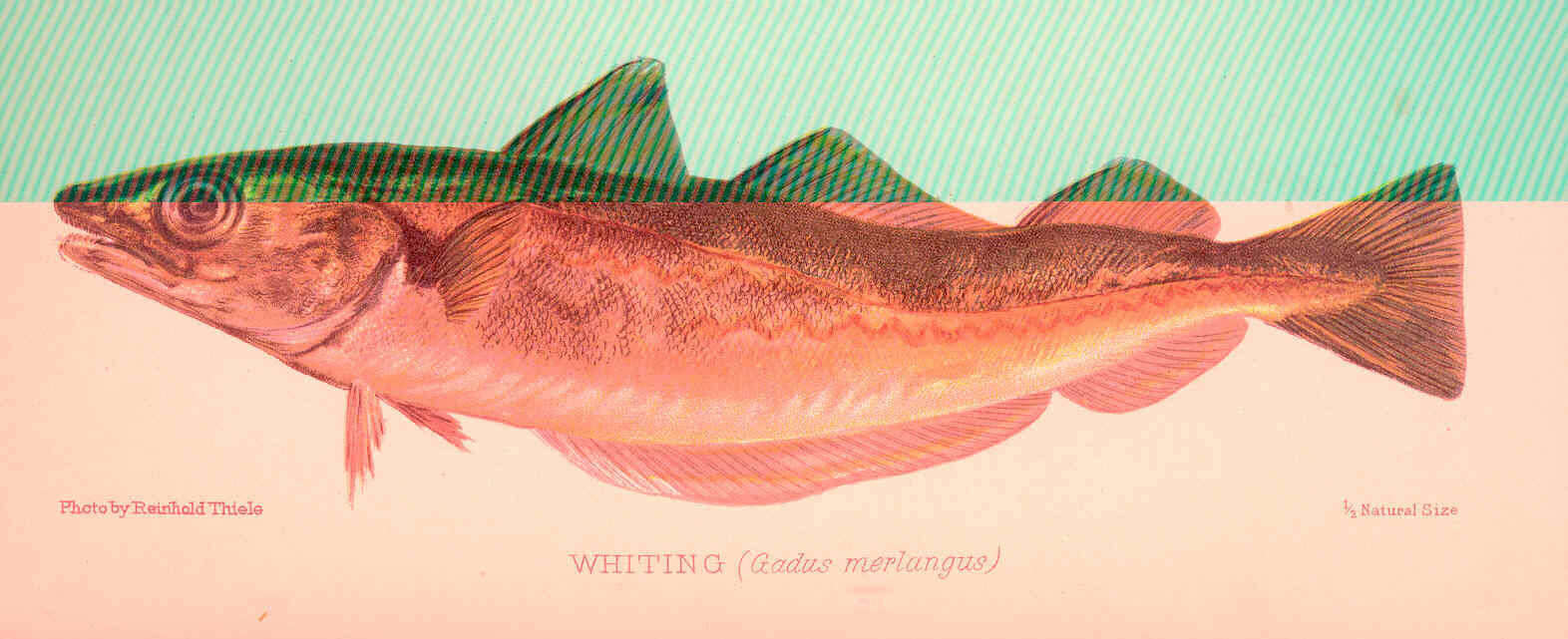 Image of Merlangius