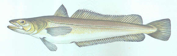 Image of cod