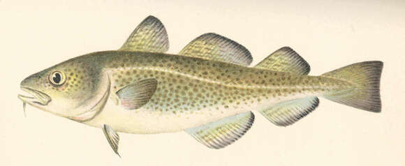 Image of cod