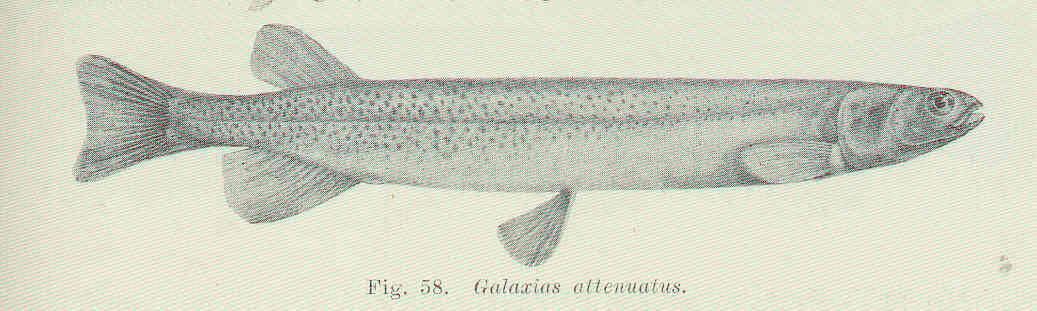 Image of Galaxiiformes