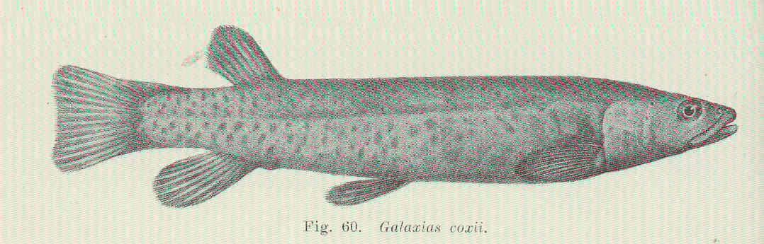 Image of Galaxiiformes