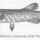 Plancia ëd Galaxias truttaceus Valenciennes 1846