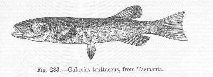 Image of Galaxiiformes
