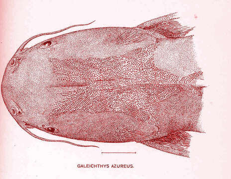 Image of Ariopsis