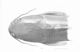 Image of Ariopsis