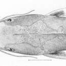 Imagem de Ariopsis seemanni (Günther 1864)