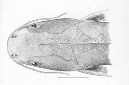 Image of Ariopsis