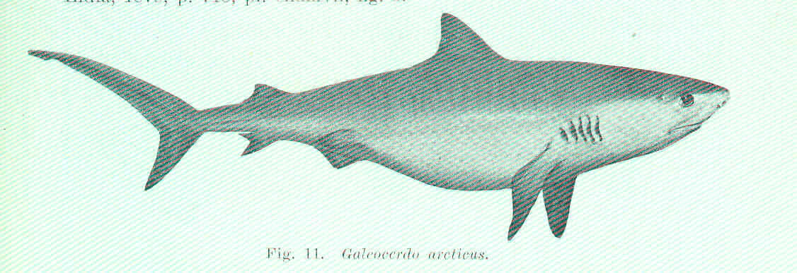 Image of modern sharks