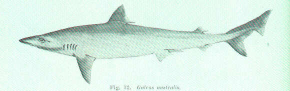 Image of Galeorhinus