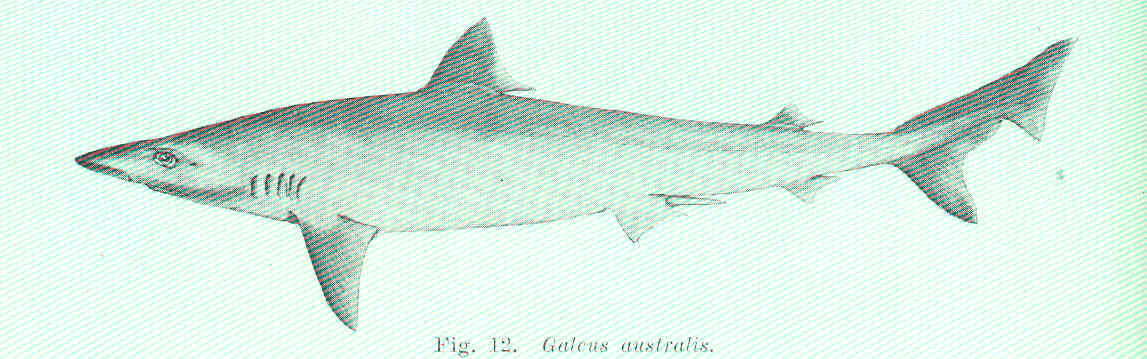 Image of hound sharks