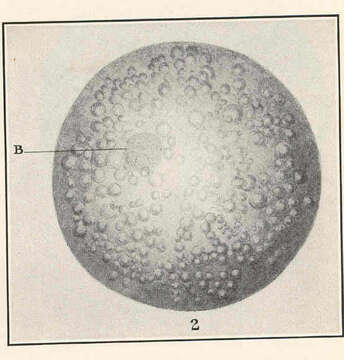 Gambusia resmi