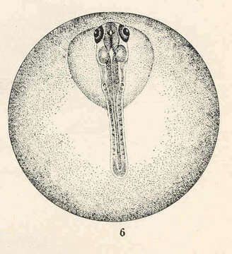 Слика од Gambusia