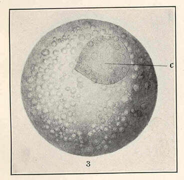 Plancia ëd Gambusia