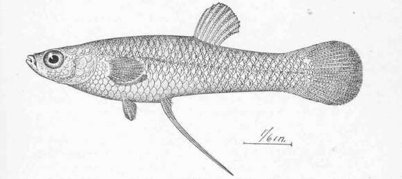 Слика од Gambusia