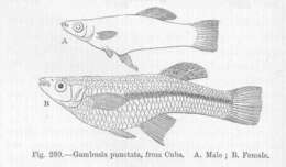 Image of Gambusia