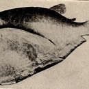 Image de Thoracocharax stellatus (Kner 1858)