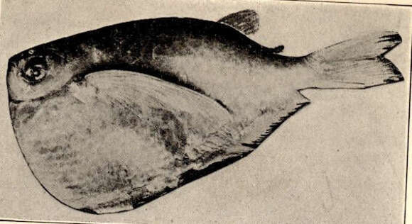 Image of Thoracocharax