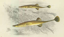 Image of sticklebacks