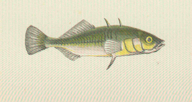 Image of sticklebacks