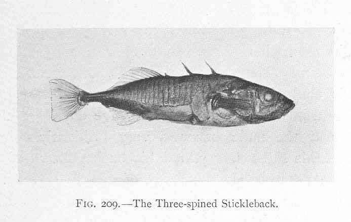 Image of sticklebacks