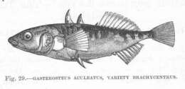 Image of sticklebacks