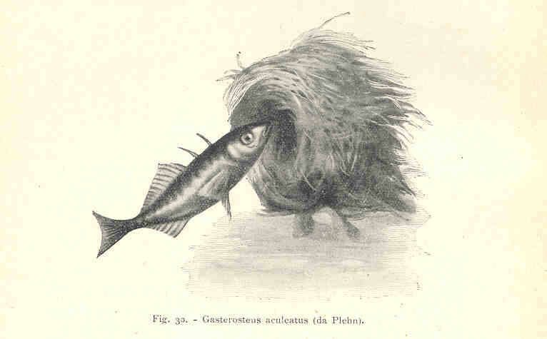 Imagem de Gasterosteidae